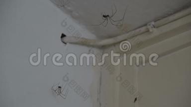 两只长腿蜘蛛-窖藏蜘蛛-白墙上的长腿蜘蛛
